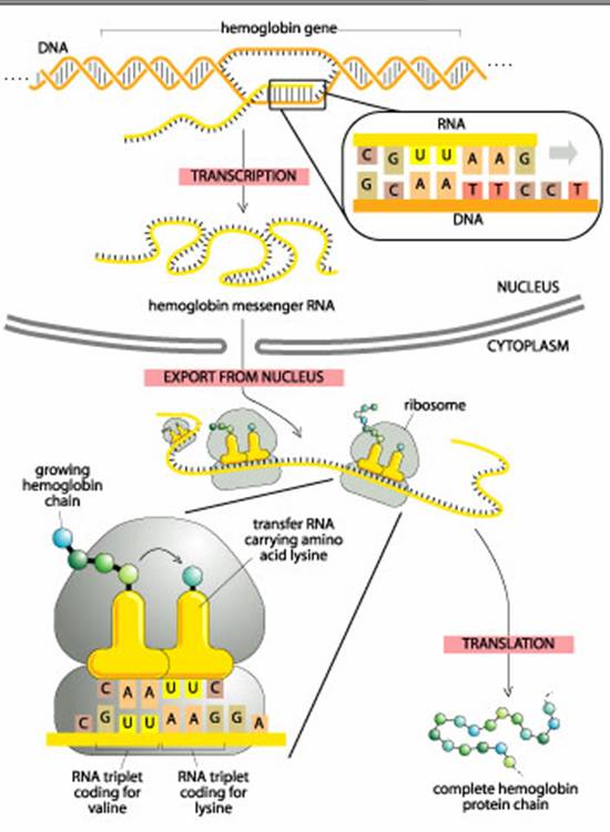 higher human biology protein synthesis essay higher human biology protein synthesis essay